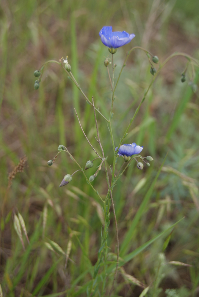 Изображение особи Linum austriacum.