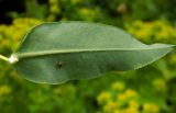 Euphorbia procera