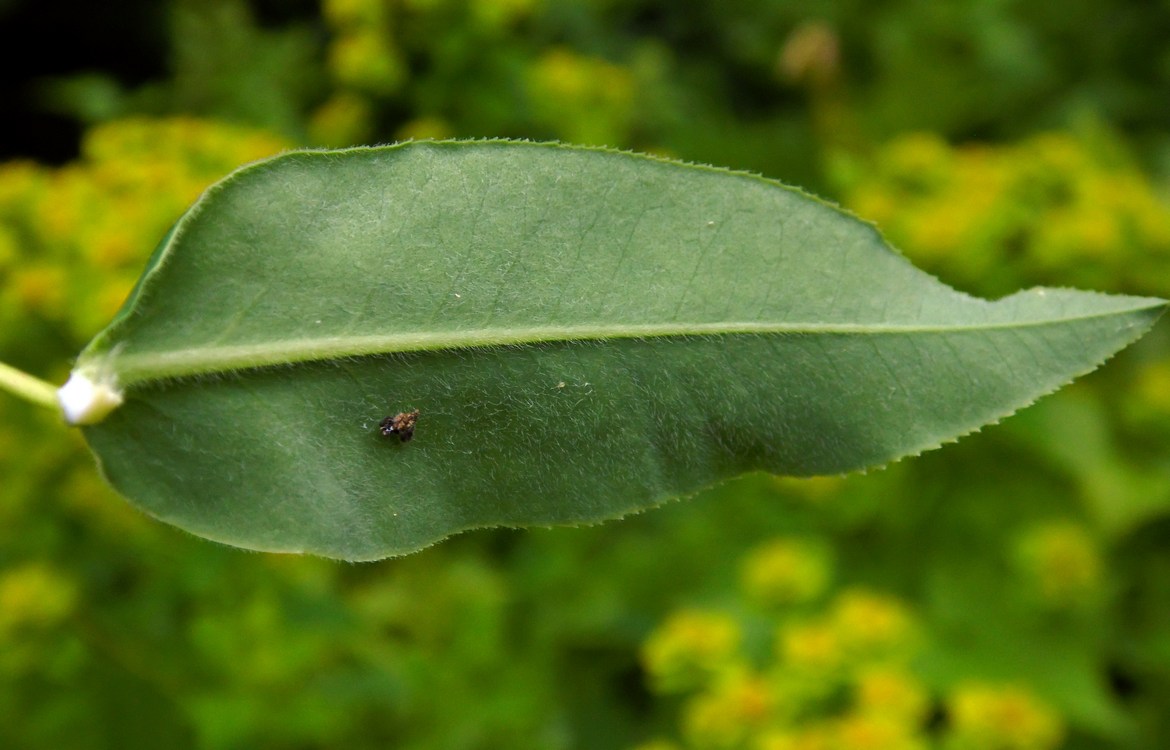 Image of Euphorbia procera specimen.