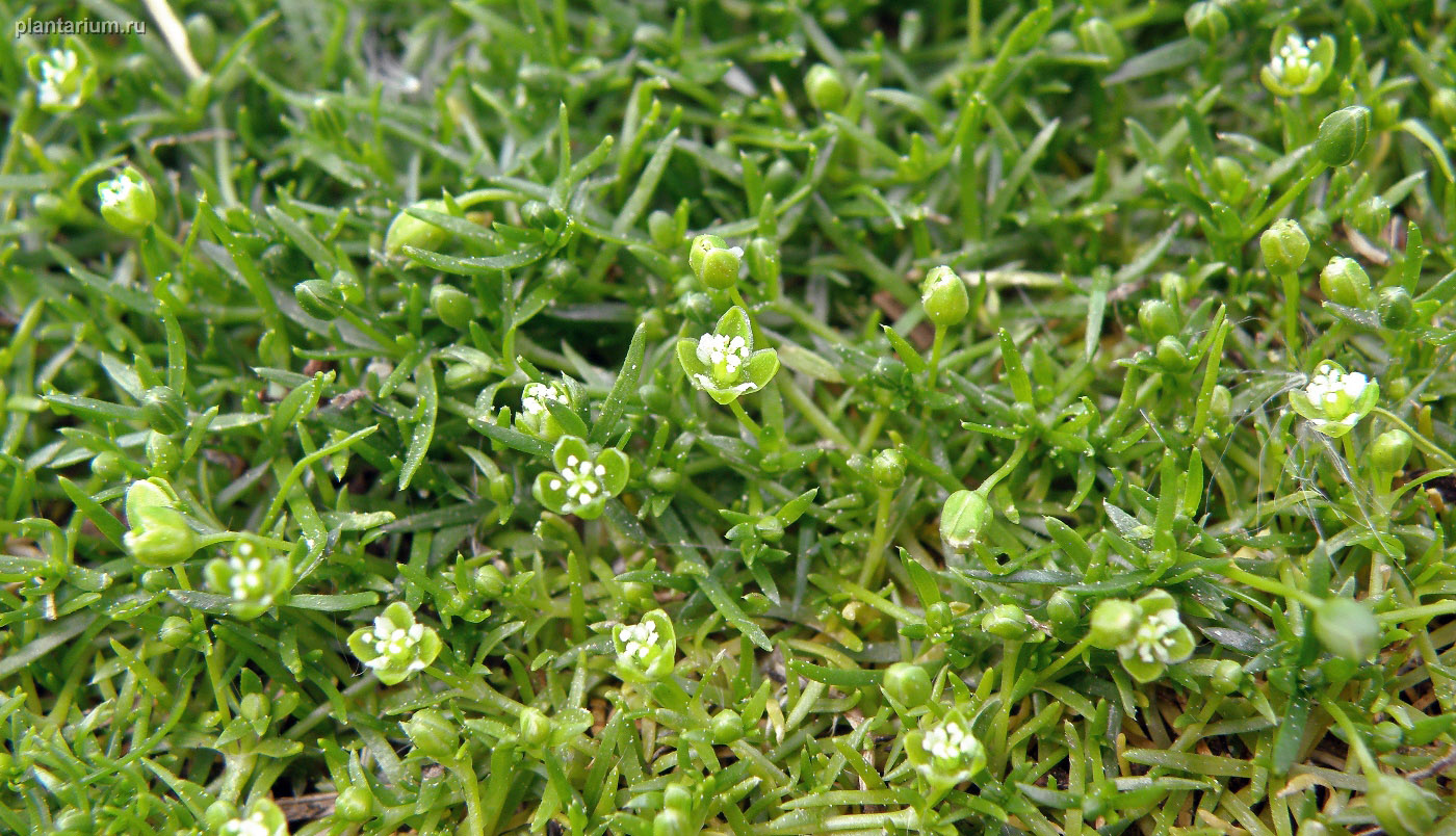 Image of Sagina procumbens specimen.