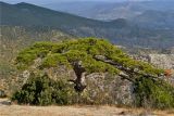 Pinus pallasiana. Старое дерево в соседстве с Juniperus excelsa. Крым, окр. Судака, гора Сокол, северный склон. 06.10.2013.