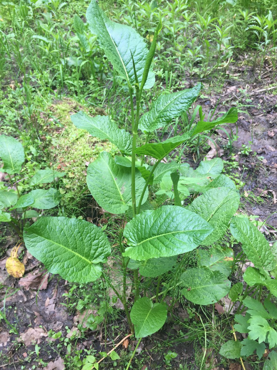 Изображение особи Rumex obtusifolius.