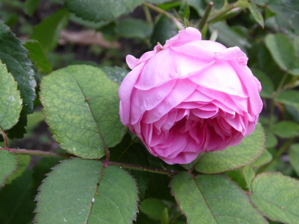 Image of Rosa centifolia specimen.