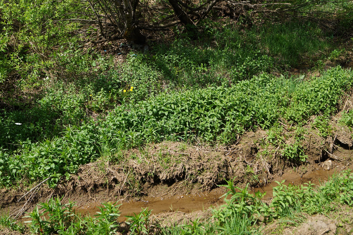 Image of Mentha asiatica specimen.