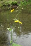 Crepis paludosa