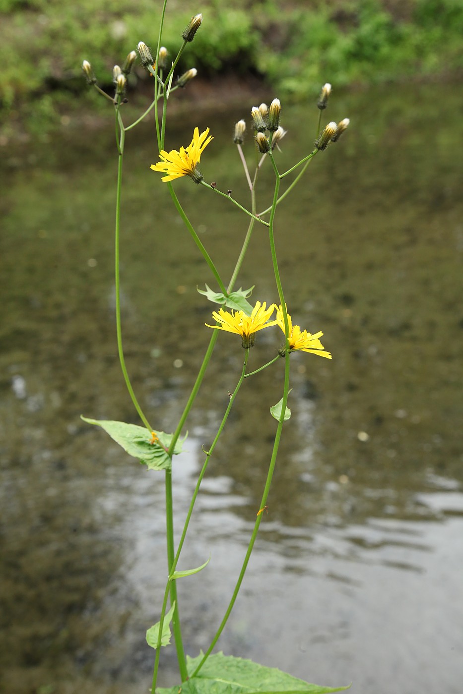 Image of Crepis paludosa specimen.