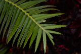 Dioon spinulosum