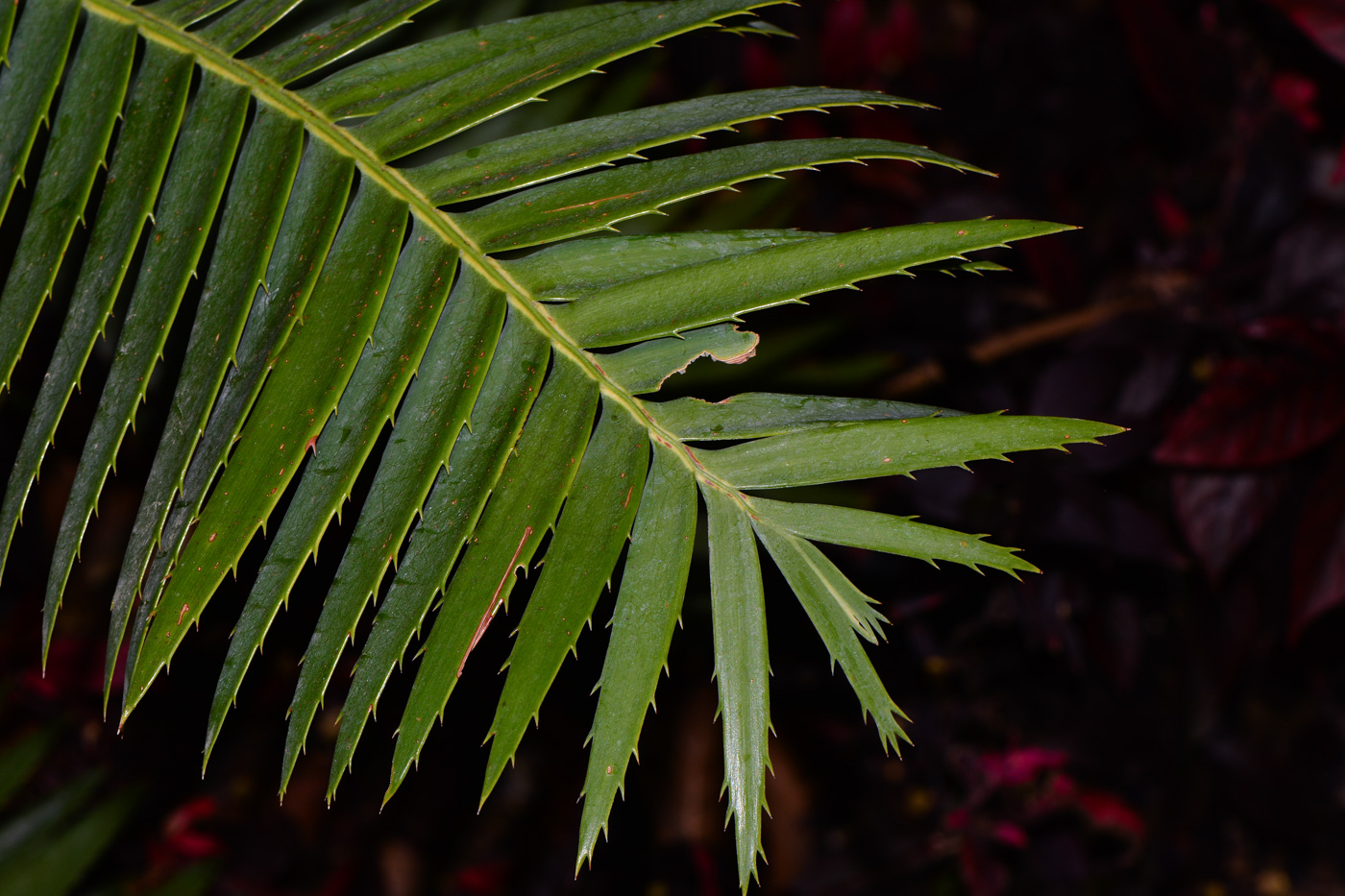 Изображение особи Dioon spinulosum.