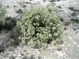 Crambe tataria