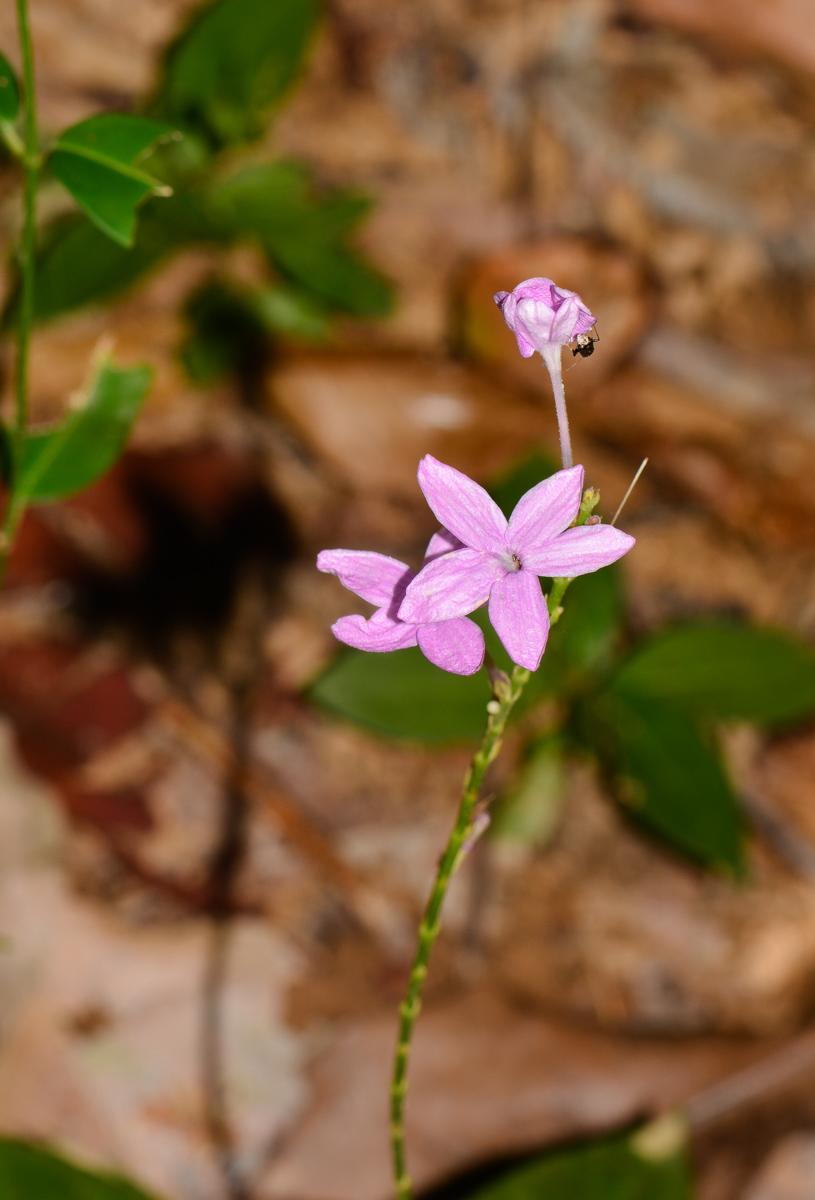 Изображение особи Pseuderanthemum crenulatum.