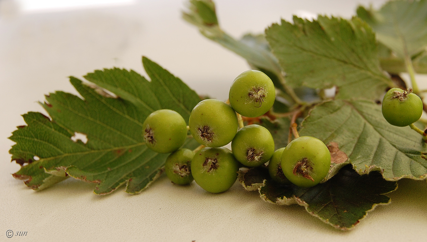 Image of Sorbus intermedia specimen.