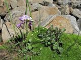 Cardamine seidlitziana