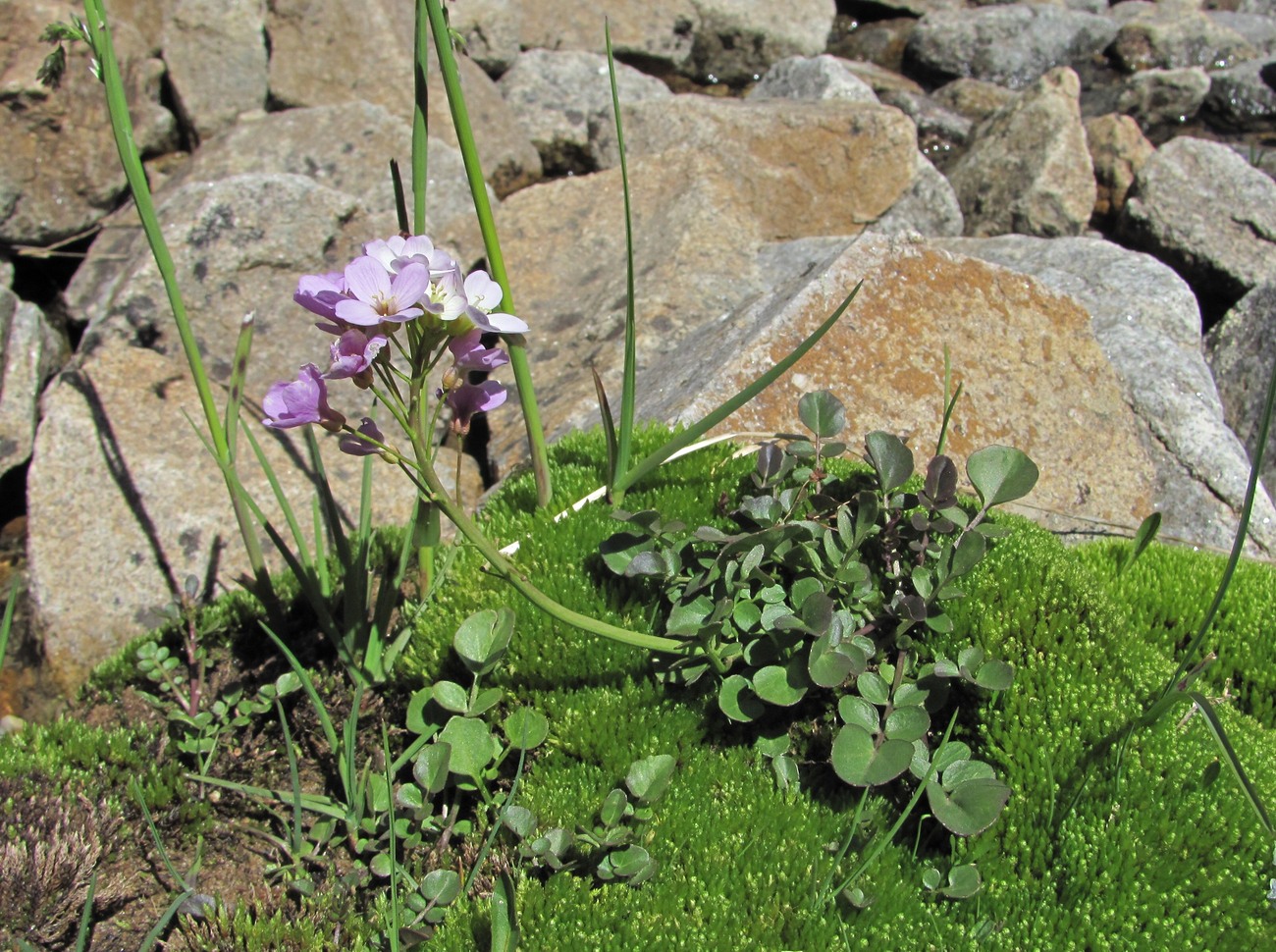Image of Cardamine seidlitziana specimen.