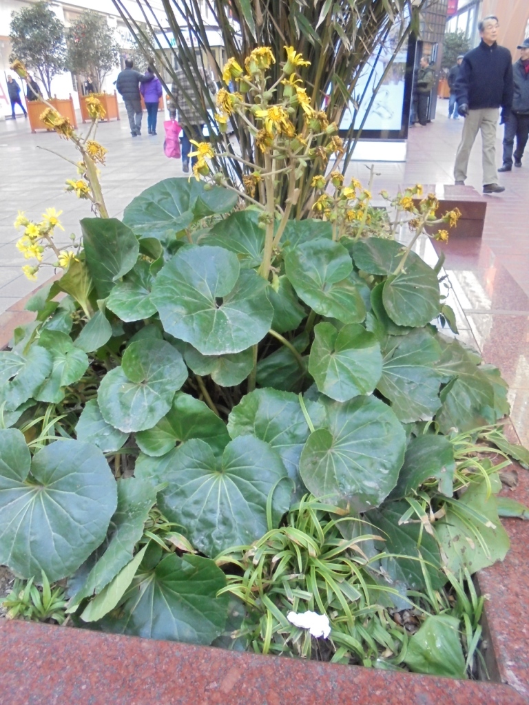 Image of Farfugium japonicum specimen.