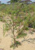 Artemisia commutata. Зацветающее растение. Новосибирская обл., г. Новосибирск, окр. Академгородка, побережье Новосибирского вдхр., прибрежные пески. 5 августа 2017 г.