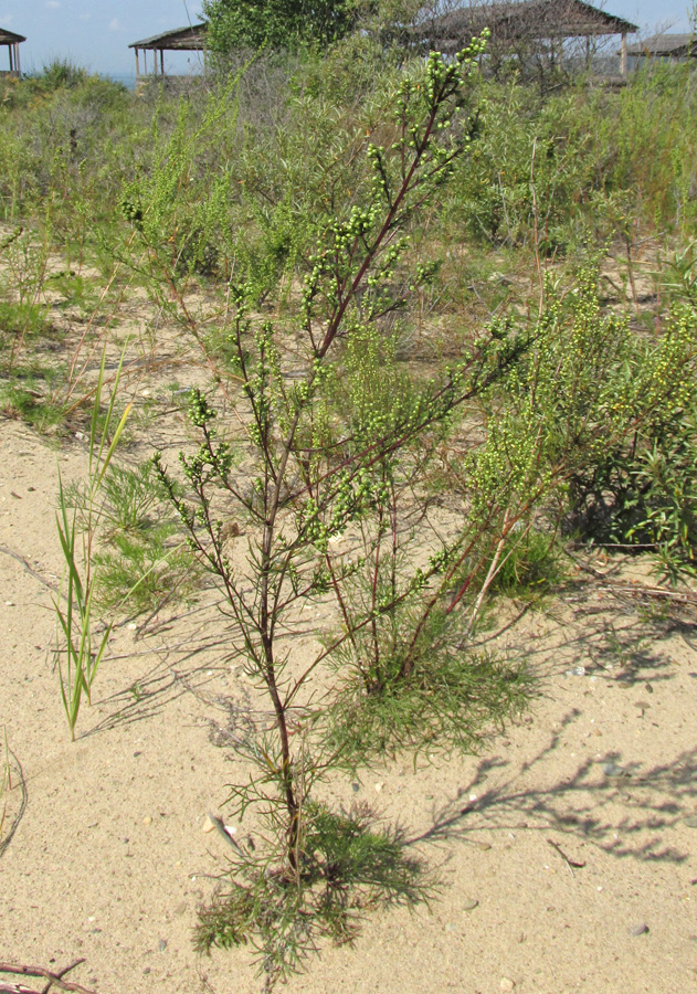 Изображение особи Artemisia commutata.