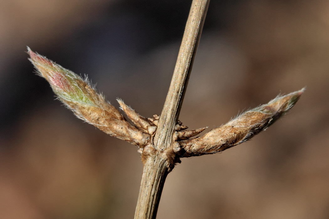 Изображение особи Lonicera xylosteum.