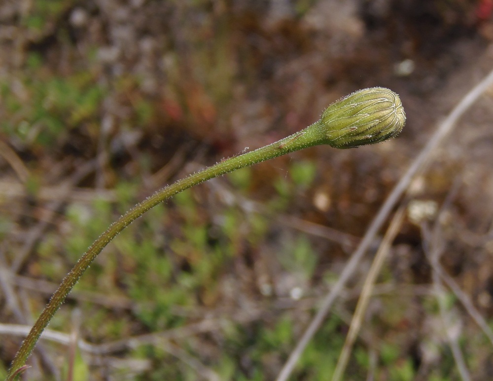 Image of Leontodon biscutellifolius specimen.