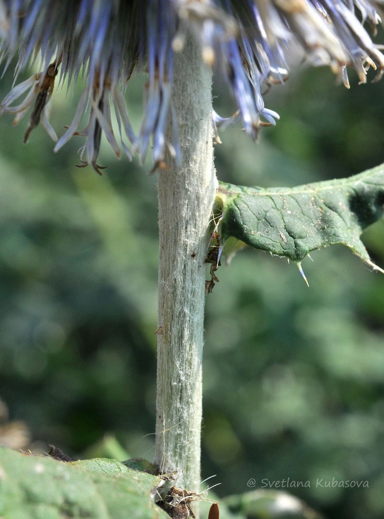 Изображение особи Echinops bannaticus.