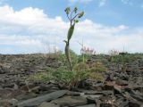 Ferula karataviensis
