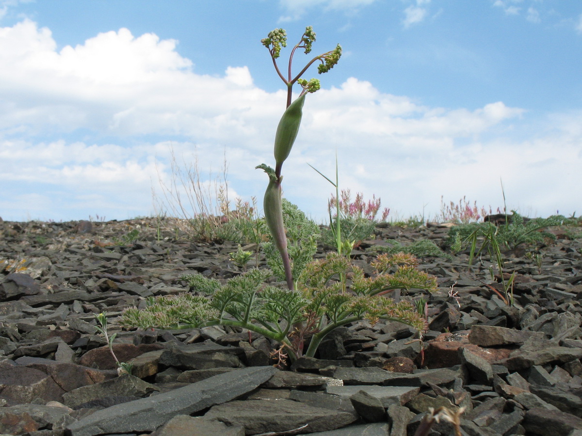 Изображение особи Ferula karataviensis.