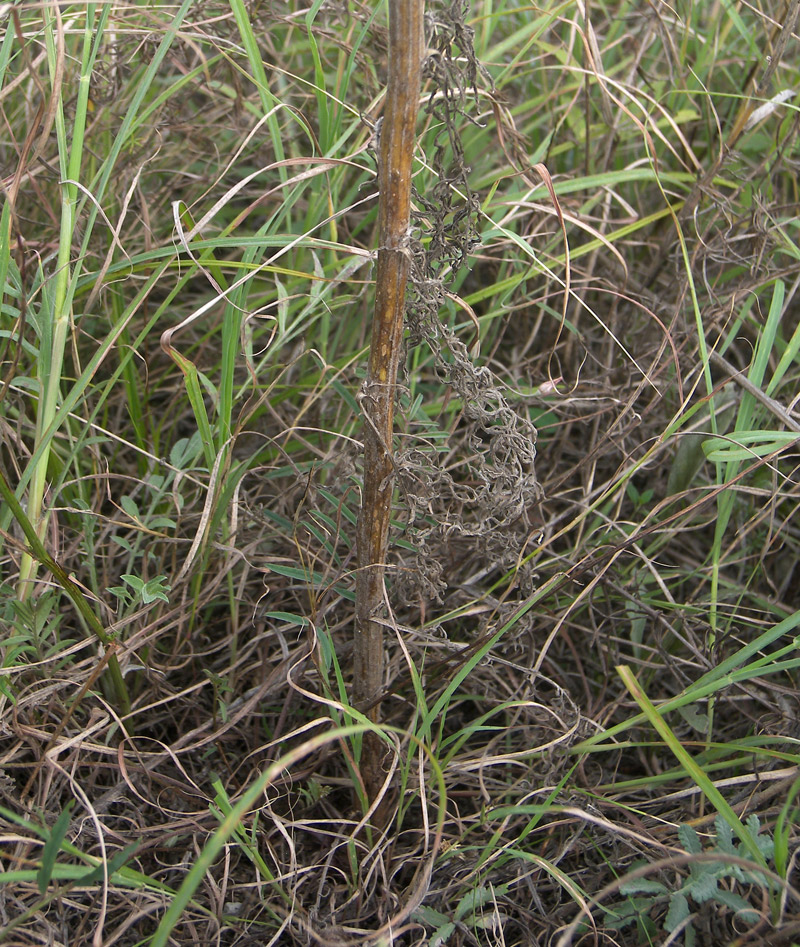 Изображение особи Centaurea pseudosquarrosa.