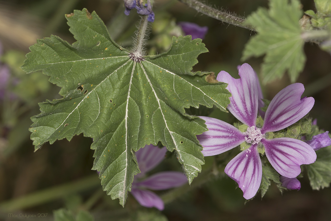 Image of Malva sylvestris specimen.