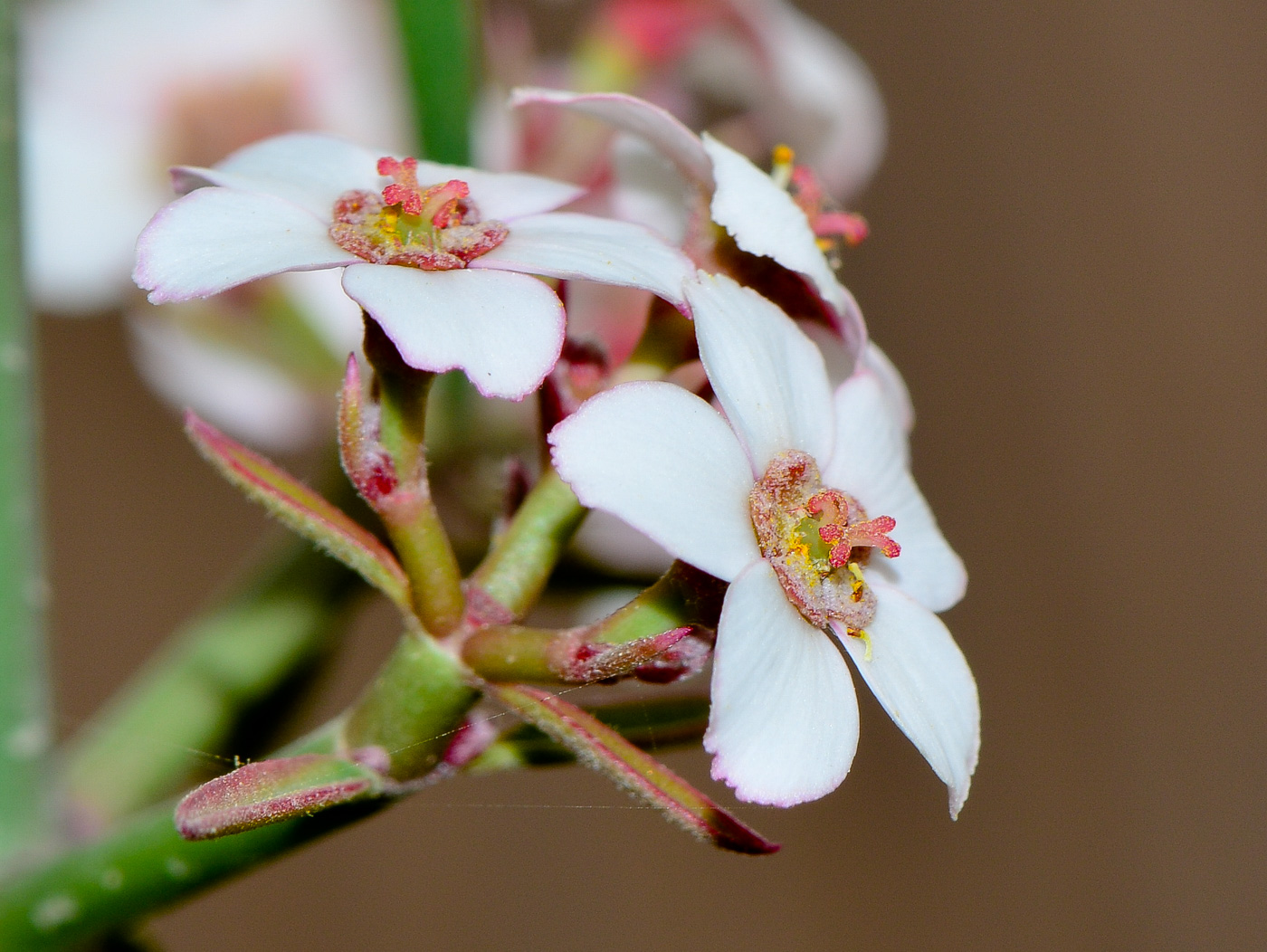 Изображение особи Euphorbia xanti.