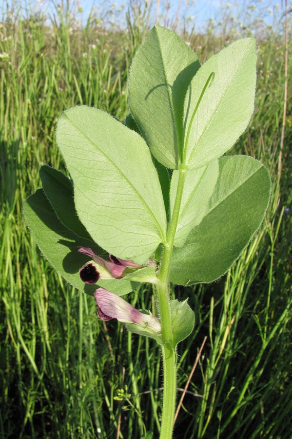 Изображение особи Vicia narbonensis.