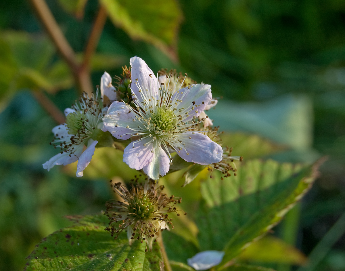 Изображение особи Rubus allegheniensis.