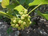 Jatropha curcas. Соцветия. Австралия, г. Брисбен, ботанический сад. 05.11.2017.