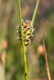 Carex rotundata