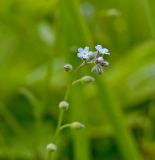 Myosotis arvensis. Верхушка цветущего и плодоносящего побега. Пермский край, г. Пермь, Кировский р-н, садовый участок, сорное. 18 июля 2017 г.