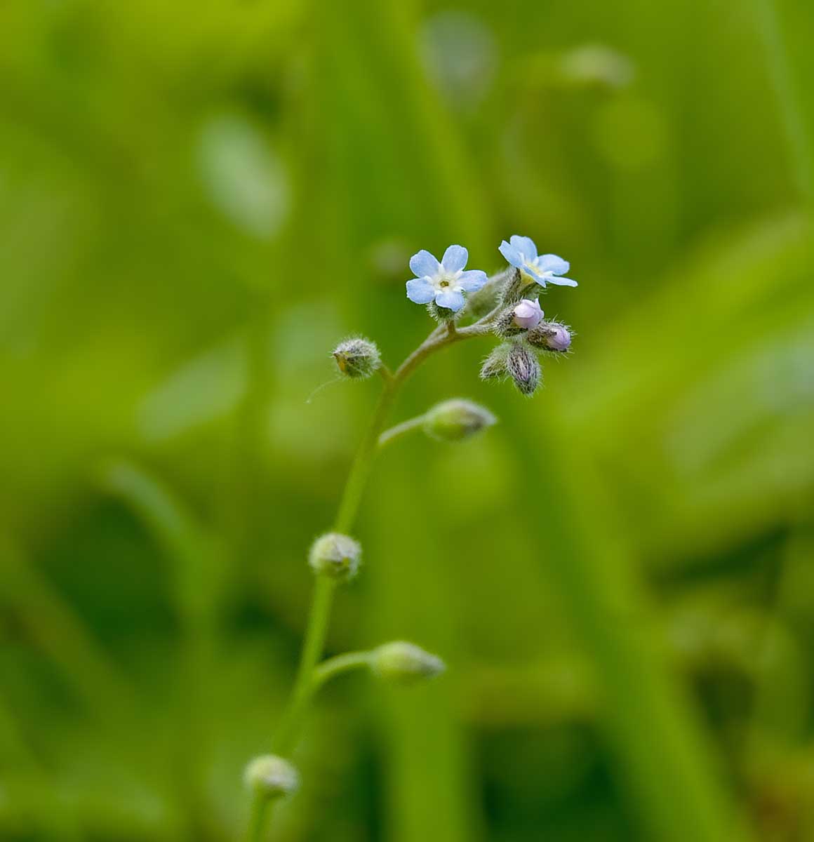 Изображение особи Myosotis arvensis.