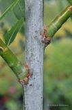 Salix daphnoides