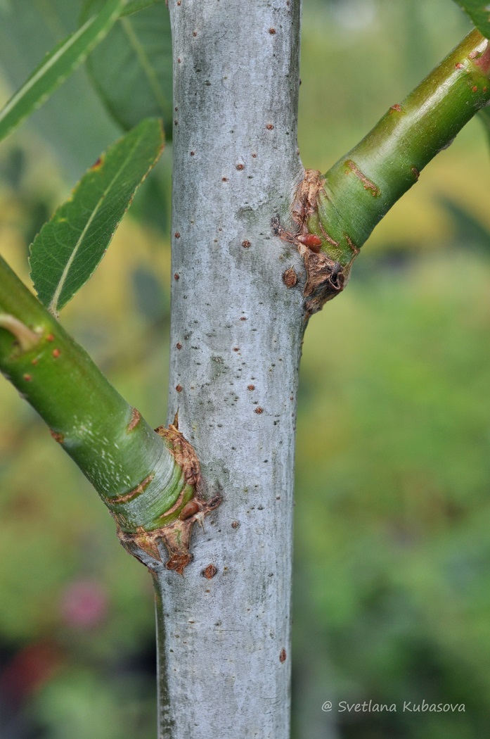 Image of Salix daphnoides specimen.