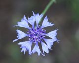 Centaurea cyanus