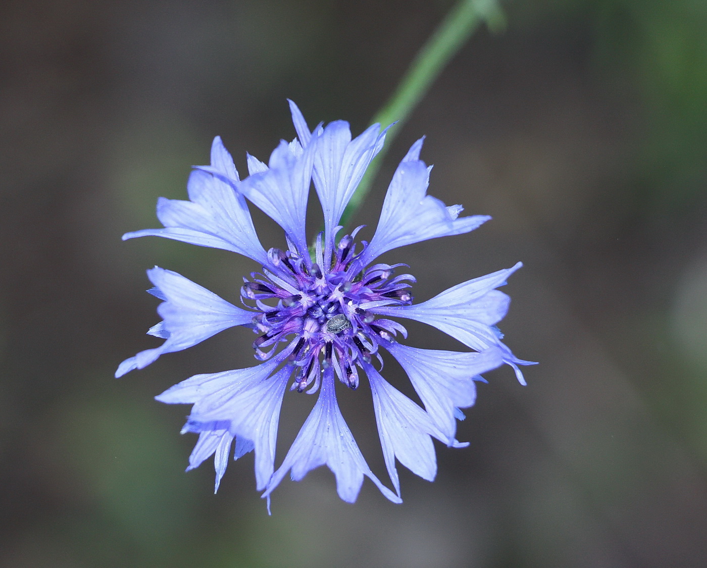 Изображение особи Centaurea cyanus.