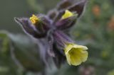 Nonea flavescens