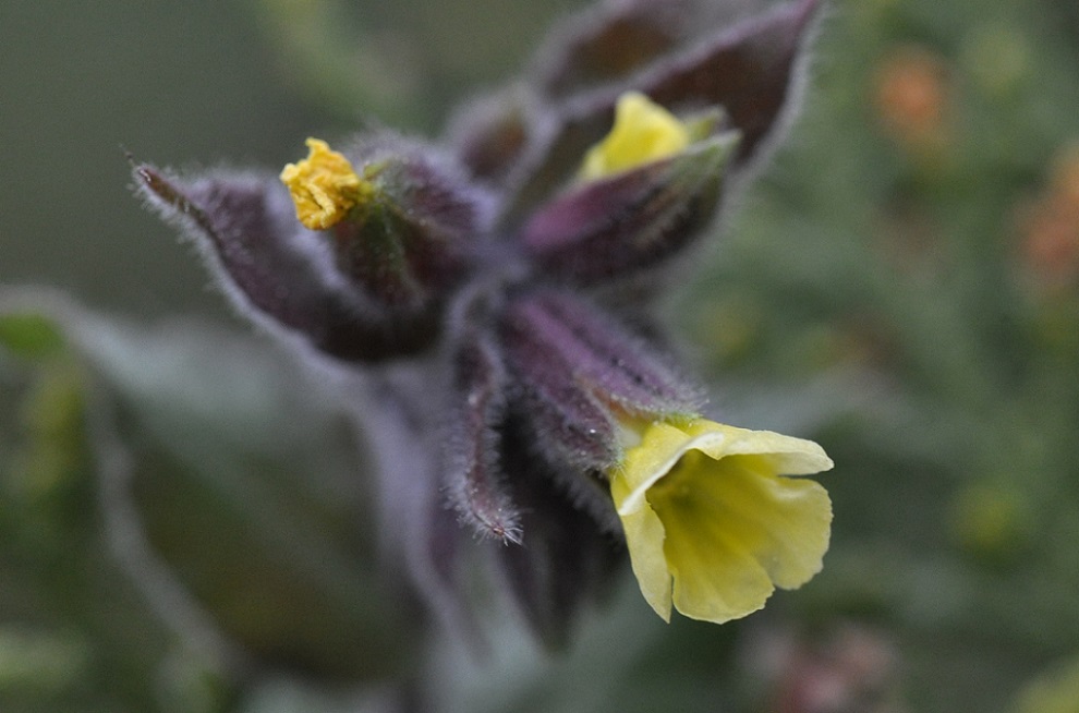 Image of Nonea flavescens specimen.