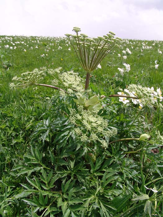 Image of Agasyllis latifolia specimen.