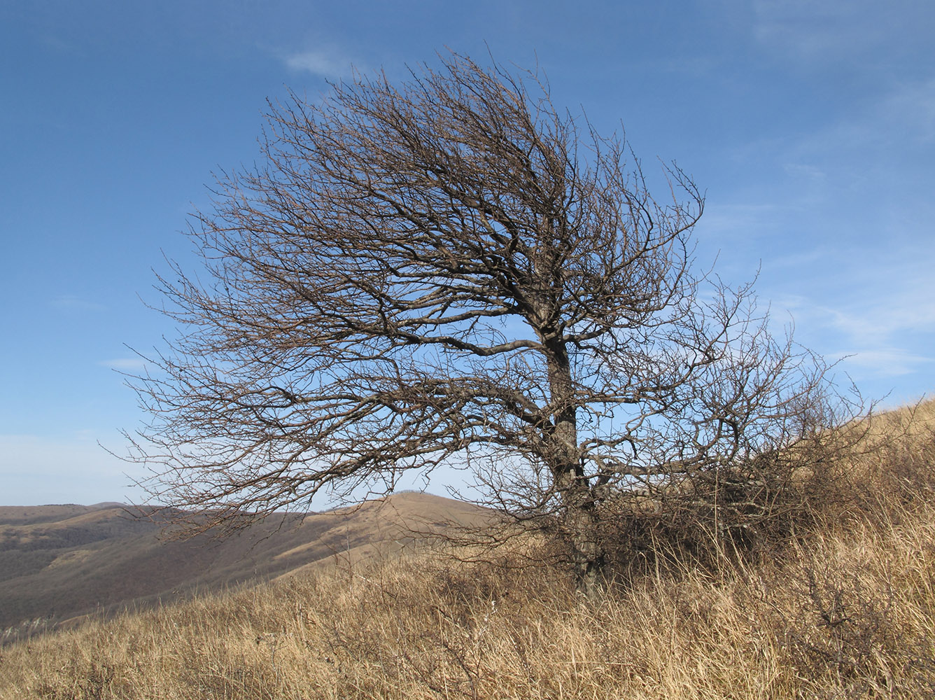 Image of Pyrus caucasica specimen.