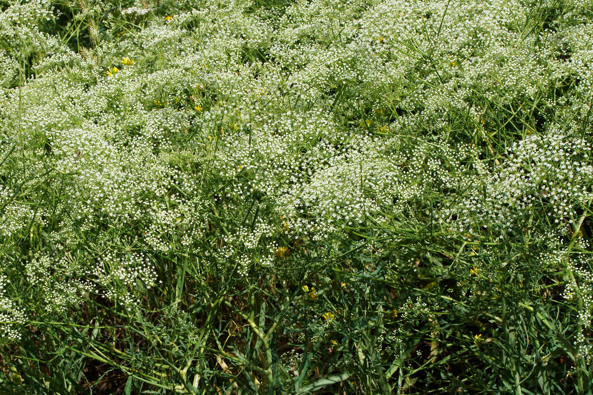 Изображение особи Falcaria vulgaris.