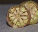 Hibiscus sabdariffa. Поперечный разрез незрелого плода. Израиль, Шарон, пос. Кфар Монаш, ботанический сад \"Хават Ганой\". 14.11.2016.