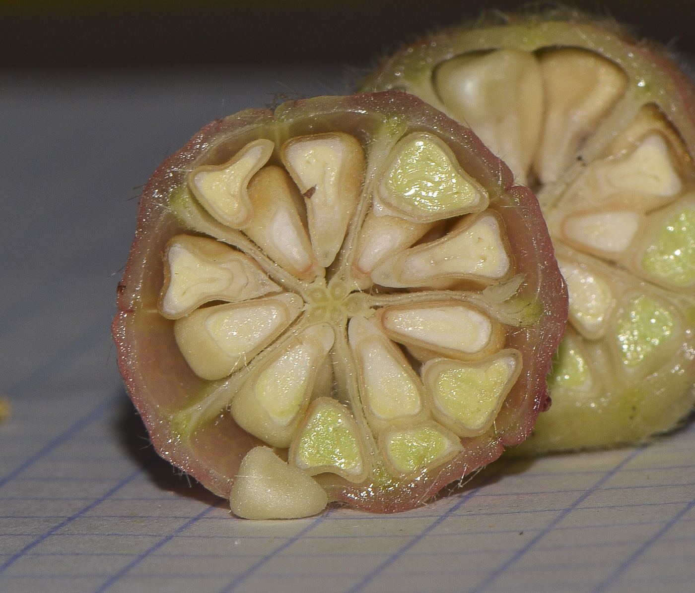 Image of Hibiscus sabdariffa specimen.