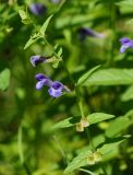Scutellaria galericulata. Верхушка цветущего и плодоносящего побега. Восточный Казахстан, г. Усть-Каменогорск, берег р. Ульба, влажный луг. 09.08.2017.