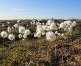 Eriophorum scheuchzeri