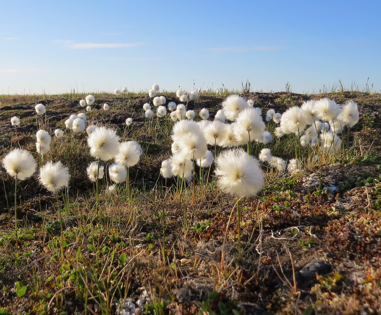 Изображение особи Eriophorum scheuchzeri.