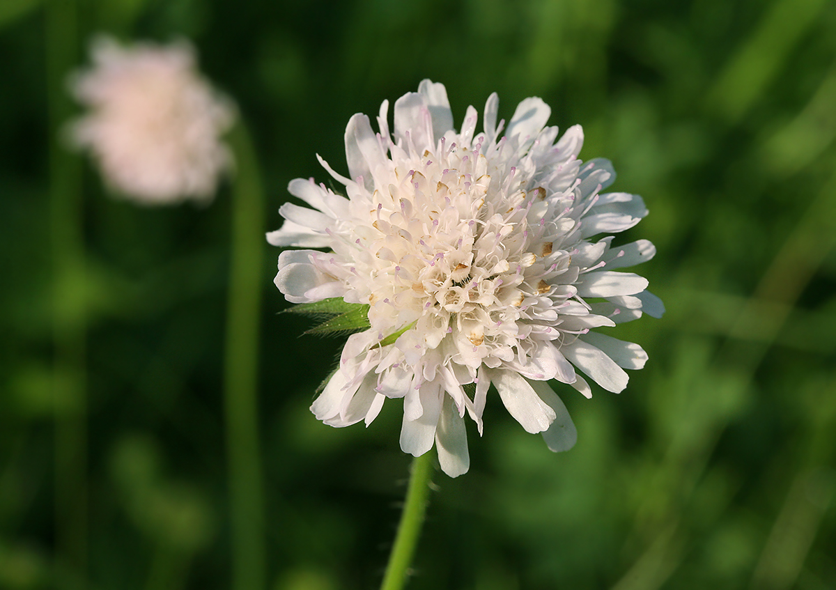 Изображение особи Knautia &times; posoniensis.