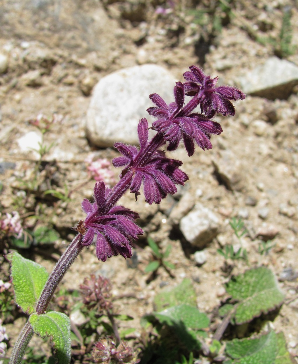 Image of Salvia verticillata specimen.